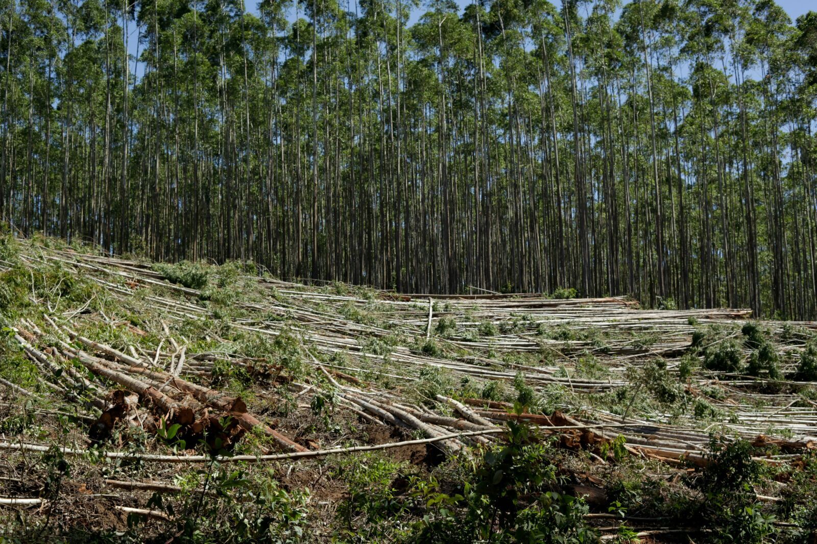 For Every Dollar Protecting Nature, Thirty Still Fuel Its Global Destruction