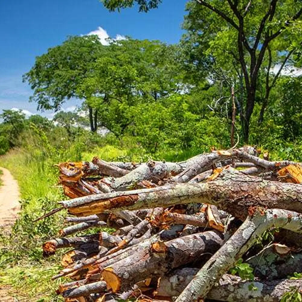 Zambia Powers National Drive for Greener Charcoal Solutions and Forest Protection