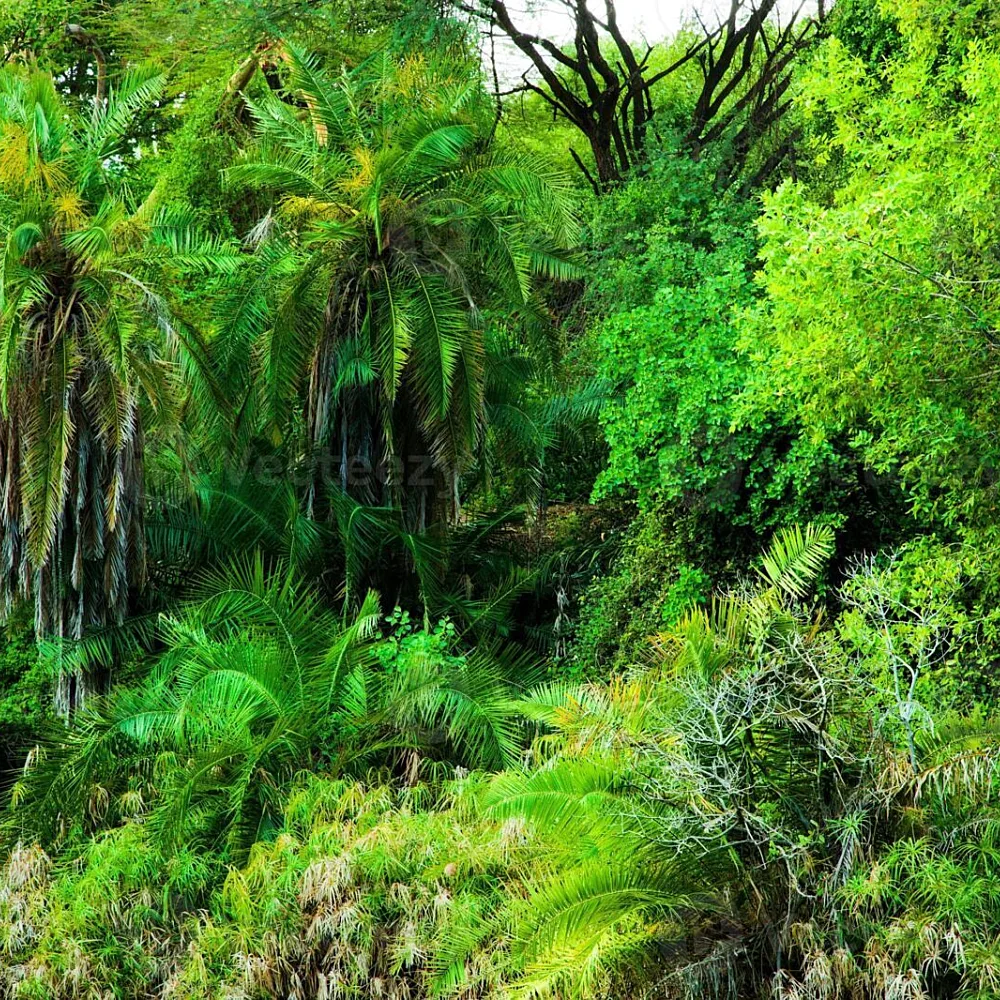 Africa Confronts Carbon Credit Integrity in Expanding Global Nature Markets